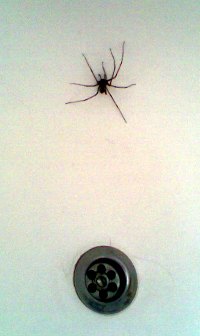 spider bites australia. world-wide Spider+ites+uk
